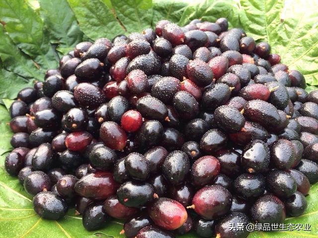 东南亚十大网红水果，如果你也想飞去泰国吃水果大餐