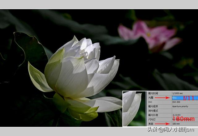 小景深效果花卉摄影技巧，花卉摄影如何拍出质感