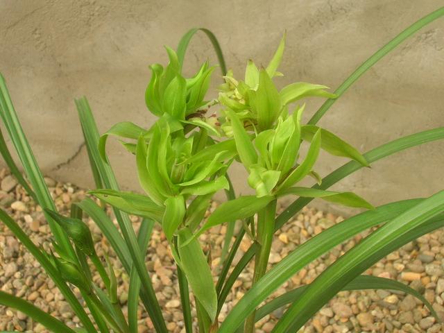 家庭适合养哪种兰花，一盆这样的兰花可以在北京换一套房子