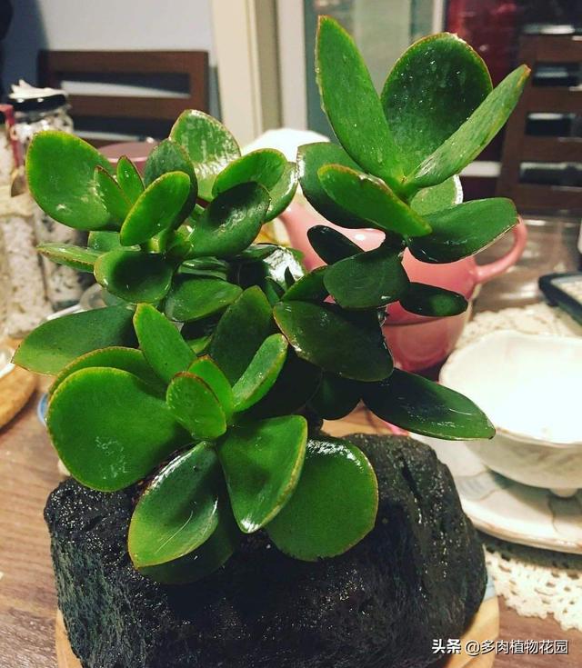 燕子掌这样养护，燕子掌的养殖方法和注意事项