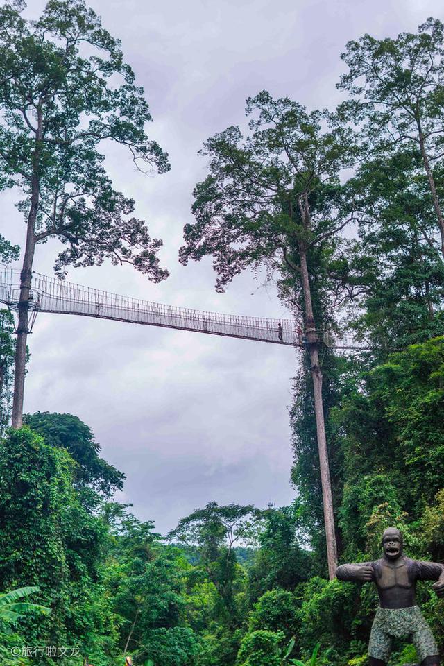西双版纳热带雨林，云南西双版纳热带雨林旅游攻略（美丽的热带雨林）