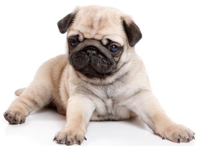 巴哥犬怎么训练，一年的巴哥犬训练方法（而是宠主没有做到这5点）