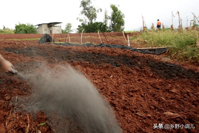 种植小葱技巧，用3个简单的小方法