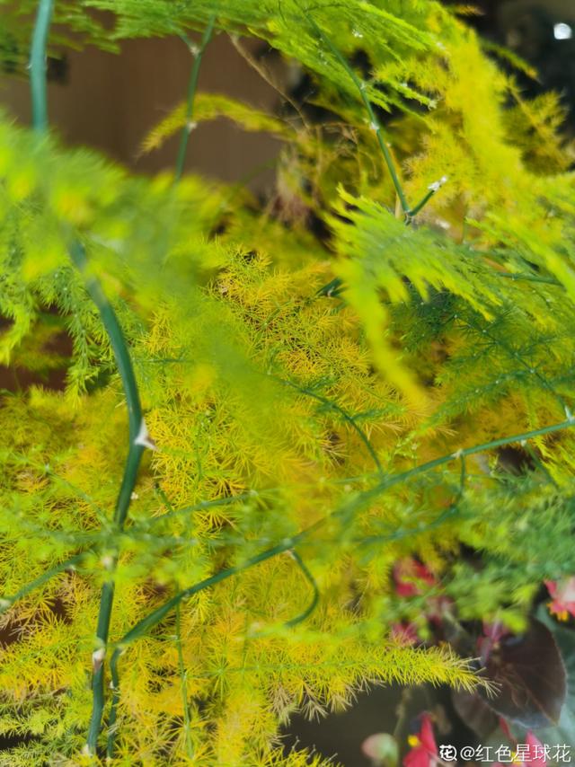 养花换个方法长得更旺，养花小技巧让你从新手到高手