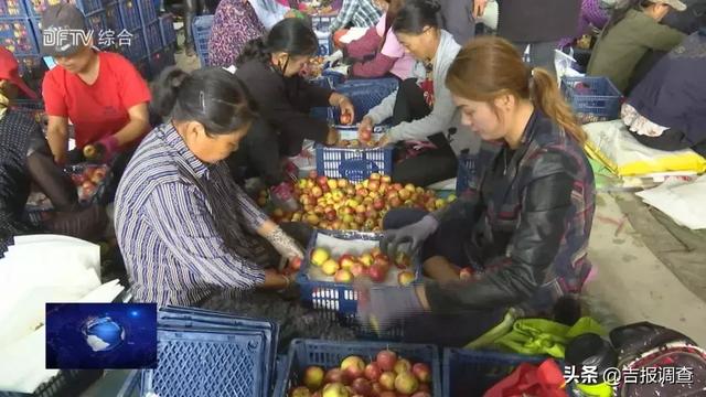 丰县苹果迎丰收硕果累累满枝头，王沟镇红富士苹果大丰收