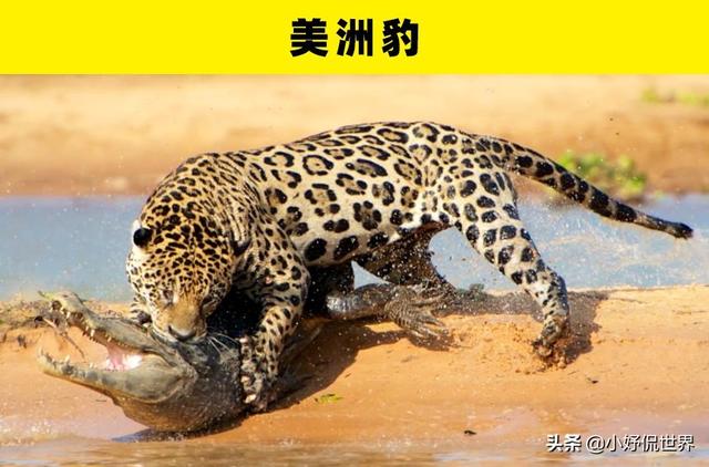 咬合力最强的动物，咬合力最强的12种动物（地球史上最强悍的生物——巨齿鲨）