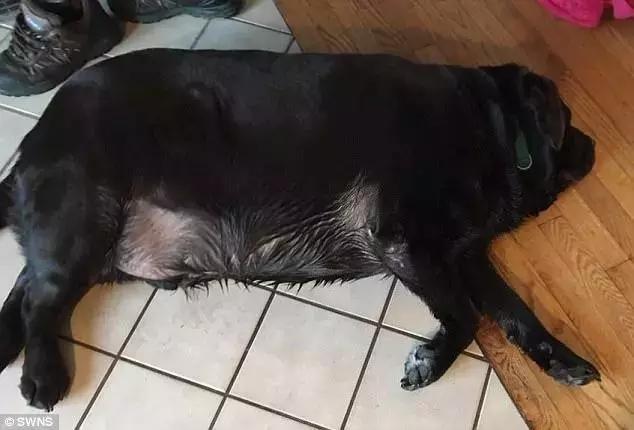 肥胖腊肠犬(腊肠狗胖)