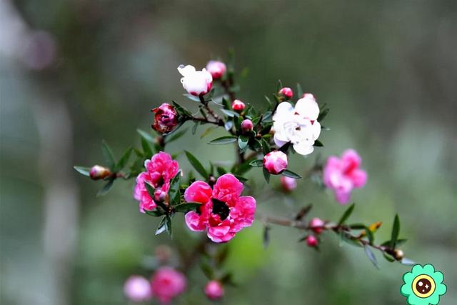 春季开花易养的花卉，14种冬天开花的花卉