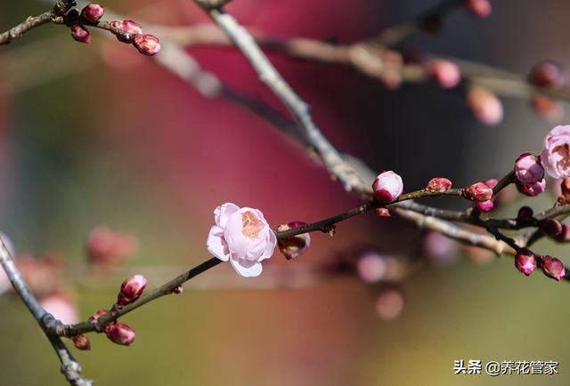 干枝梅与梅花的区别，盘点梅花和蜡梅的五大区别