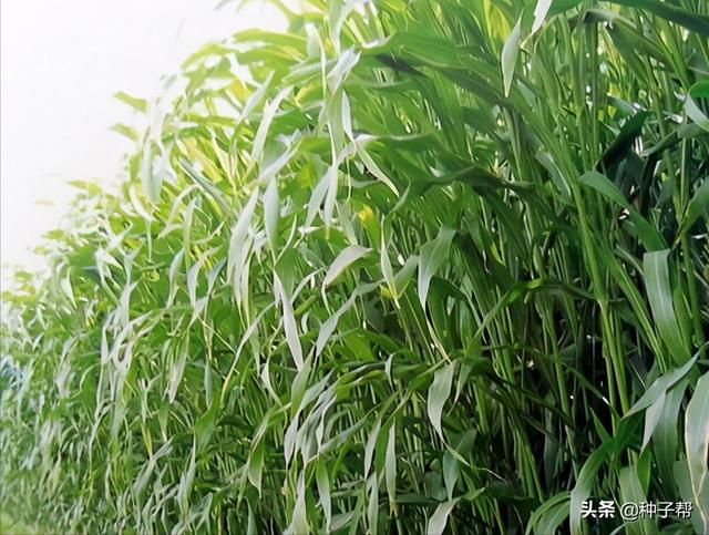 高丹草需要每年种植吗，为什么养殖都种高丹草