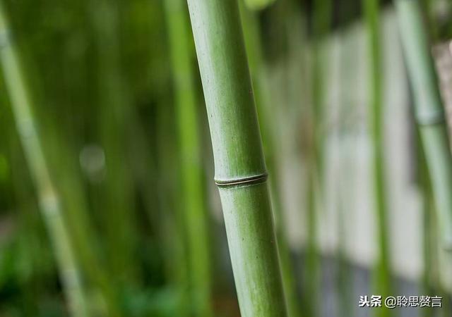 咏竹七绝诗词大全，七绝.竹五首