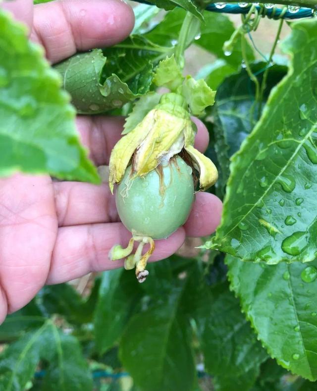 庭院中种什么爬藤花，院子里如果想搭设花廊架