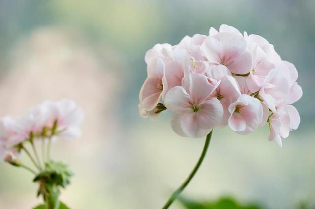 十大最香兰花品种，11种难得一见的名贵兰花