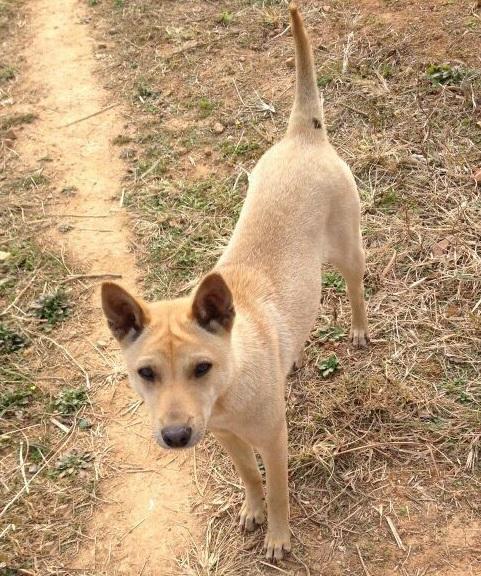 不掉毛的大型犬，十大不掉毛犬品种（今年最受欢迎的4种狗）