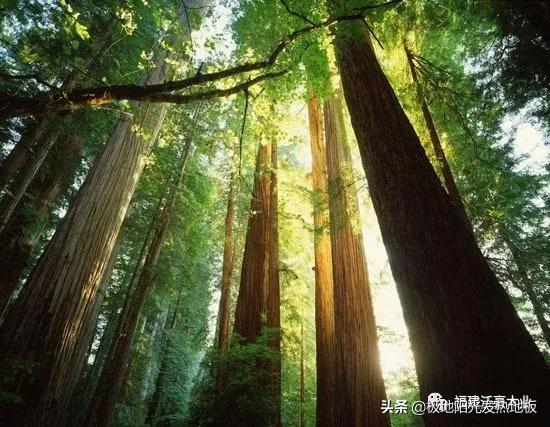 适合地热的实木地板板材，极地阳光带你探索深山选择发热地板的好木材