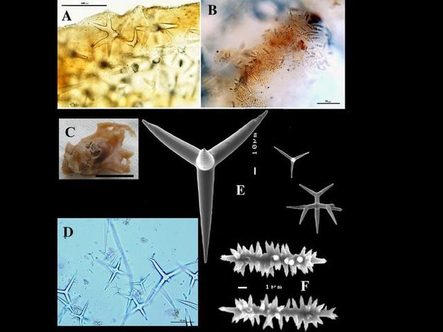 如果这个世界上真的存在硅基生物，科学家推测硅基生命