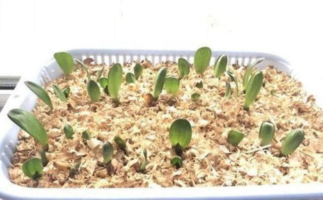 君子兰种子怎么种，君子兰的种子怎样育苗