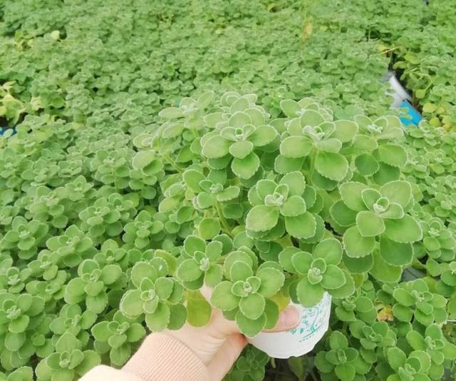 让人痒痒的植物，能让人手有留香的植物