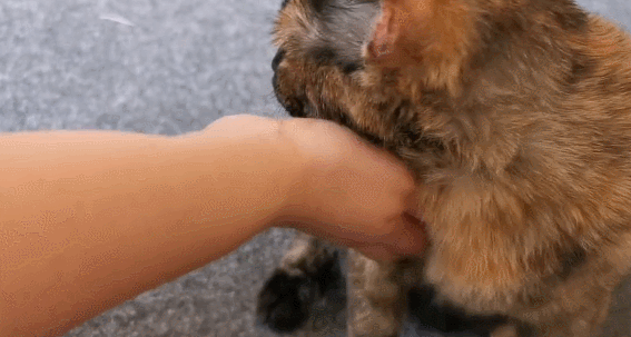 故宫最胆小御猫，我们只是惊呼是不够的