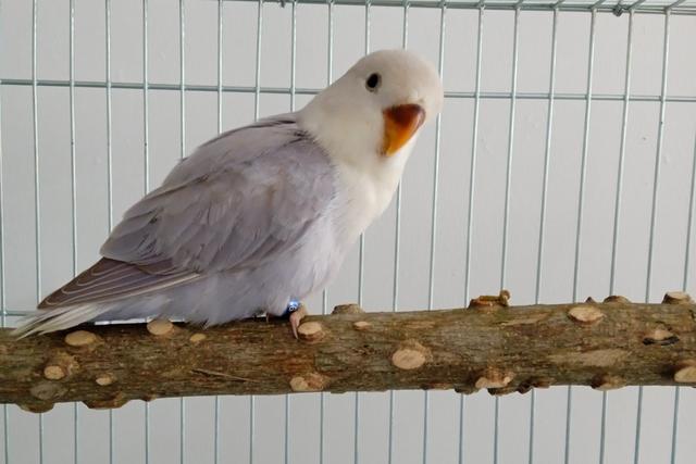 牡丹鹦鹉品种介绍大全，面类牡丹鹦鹉的所有品种