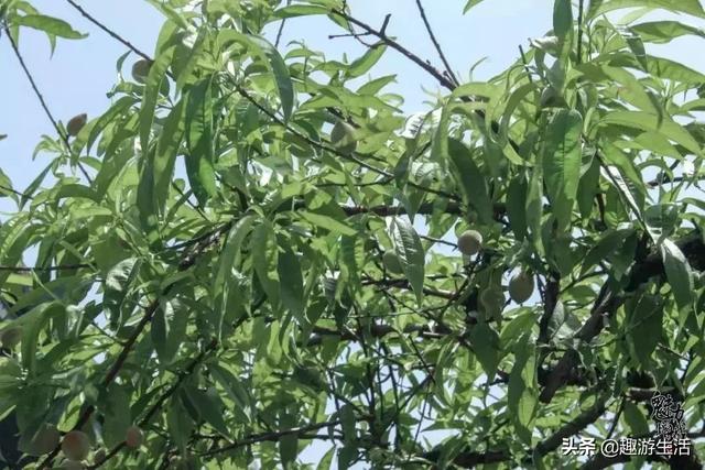 从化自驾游最好去处，广州从化自驾一日游景点有哪些