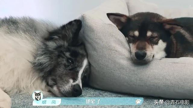 朱正廷养宠物综艺，朱正廷、张雨剑与流浪狗同居的节目