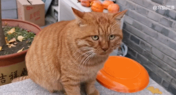 故宫最胆小御猫，我们只是惊呼是不够的