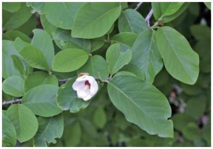 木兰花的作用及功效，自然科普天女木兰