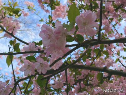 夏天的句子短句唯美，夏天气息唯美句子（关于夏天的句子唯美文案）