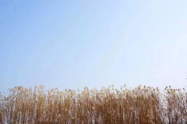 武汉大学的樱花，武汉大学赏樱花去哪里（报！武汉大学早樱开了）