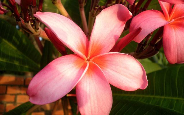 红鸡蛋花寓意，咏红鸡蛋花