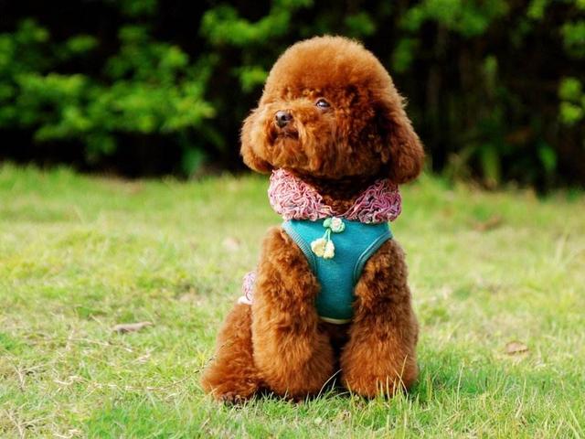 养泰迪的技巧，泰迪饲养的六个方面