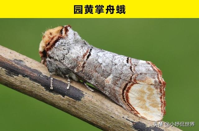 世界上看不见还隐身的动物，9种天生会隐形的动物