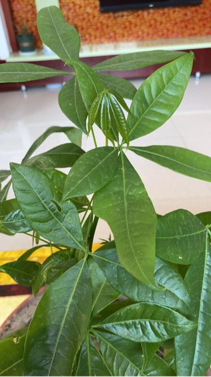 常见镇宅神兽，农村五大镇宅神兽