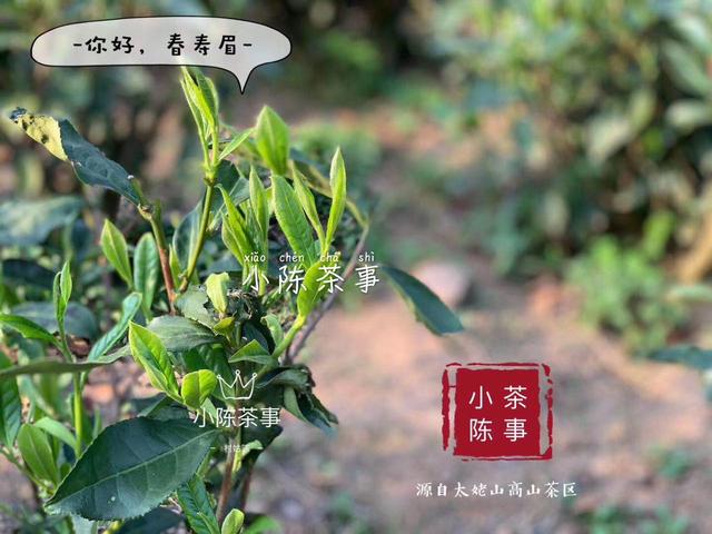 明前茶和雨前茶的区别，什么是明前茶什么是雨前茶（明前茶和雨前茶有什么区别）