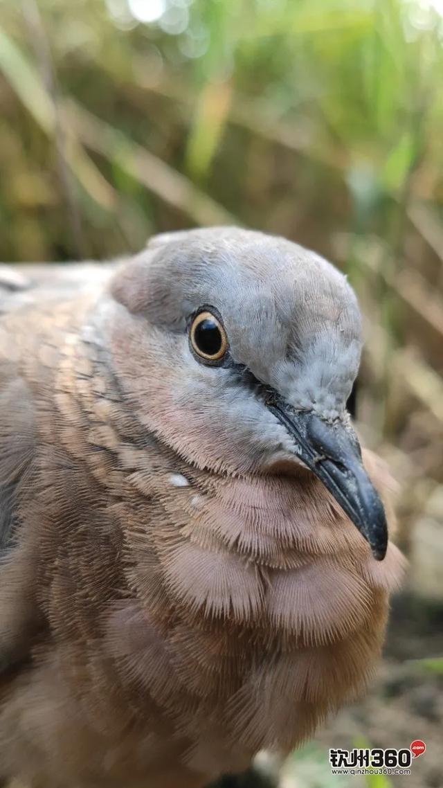 野生的咕咕鸟吃果实还是泡水喝，咕咕咕咕咕咕