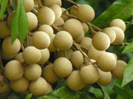 龙眼的种植技术方法，龙眼的栽培方法与田间管理