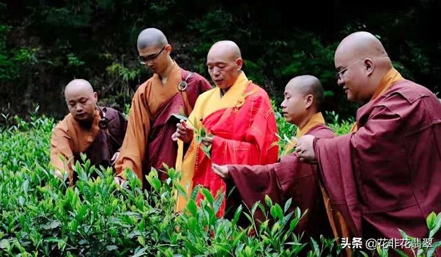 武夷山大红袍母树，大红袍母树茶叶去哪了