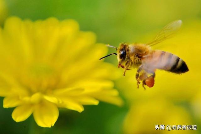 过期的蜂花粉能做什么，蜂花粉美容法