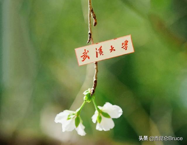 武大樱花几月开，武大樱花是几月份开放（武大赏早樱 凌波门看日出）
