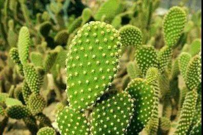 多肉植物种类科普，100种常见多肉图鉴