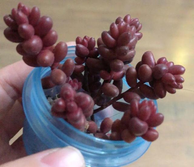 养着省心颜值高又爱长爆盆的多肉，这些多肉大普货