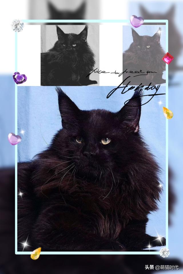 烟色是什么颜色，成年缅因猫的五种稀有颜色