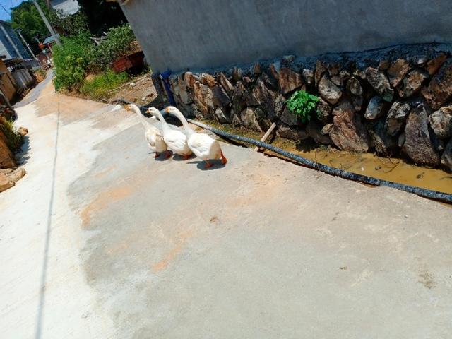 鹅叫声的声音，一种罕见的音乐