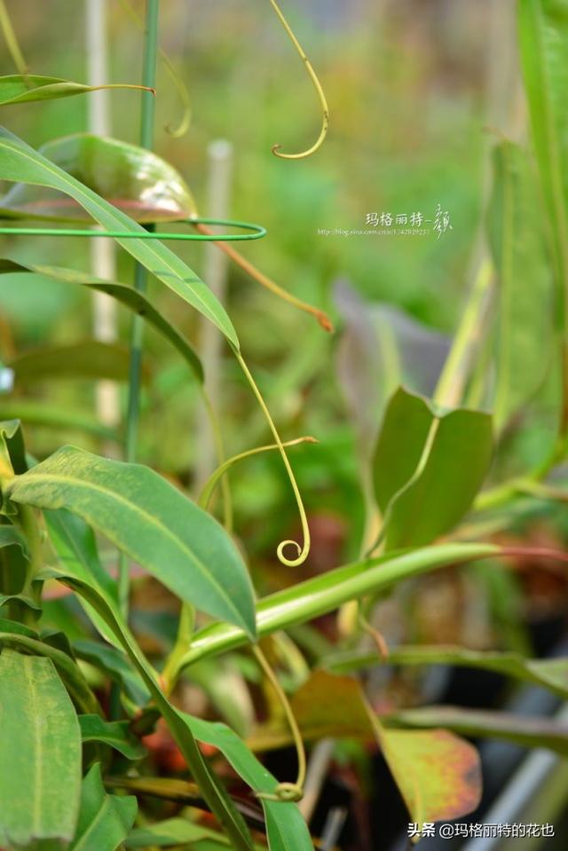 通向死亡的甜蜜诱惑，什么猪笼草是最好养（大量吸食它，可致人瘫痪、死亡）