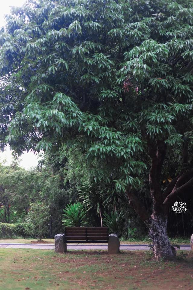 南宁附近花海景点推荐，南宁这几处花海，美了