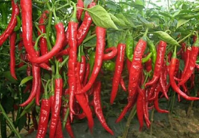 试菜技术大全，辣子百种争斗艳