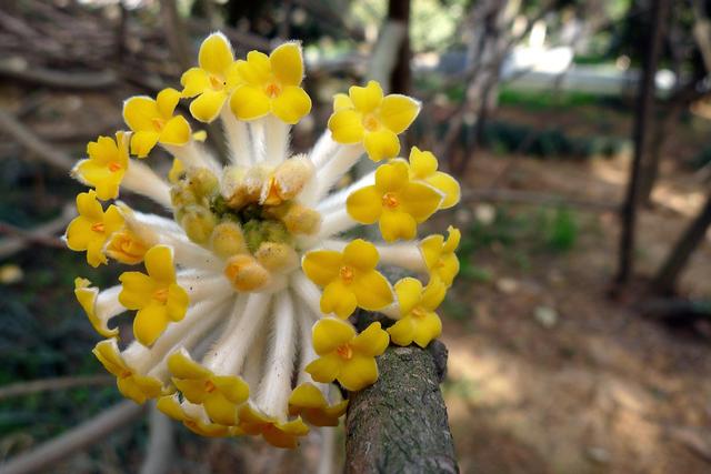 花冠类型为辐射对称花，结香花别名梦花树