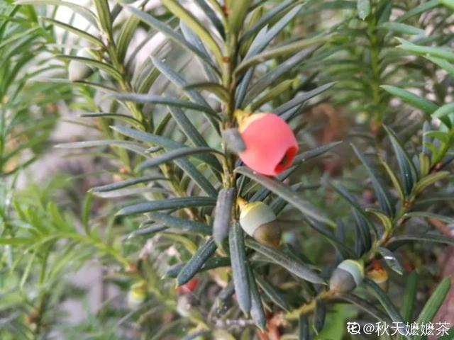 观叶植物的室内摆放，家里盆栽摆放有讲究