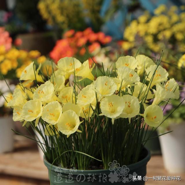 秋天有什么花容易养又好看，这20种花建议选几个